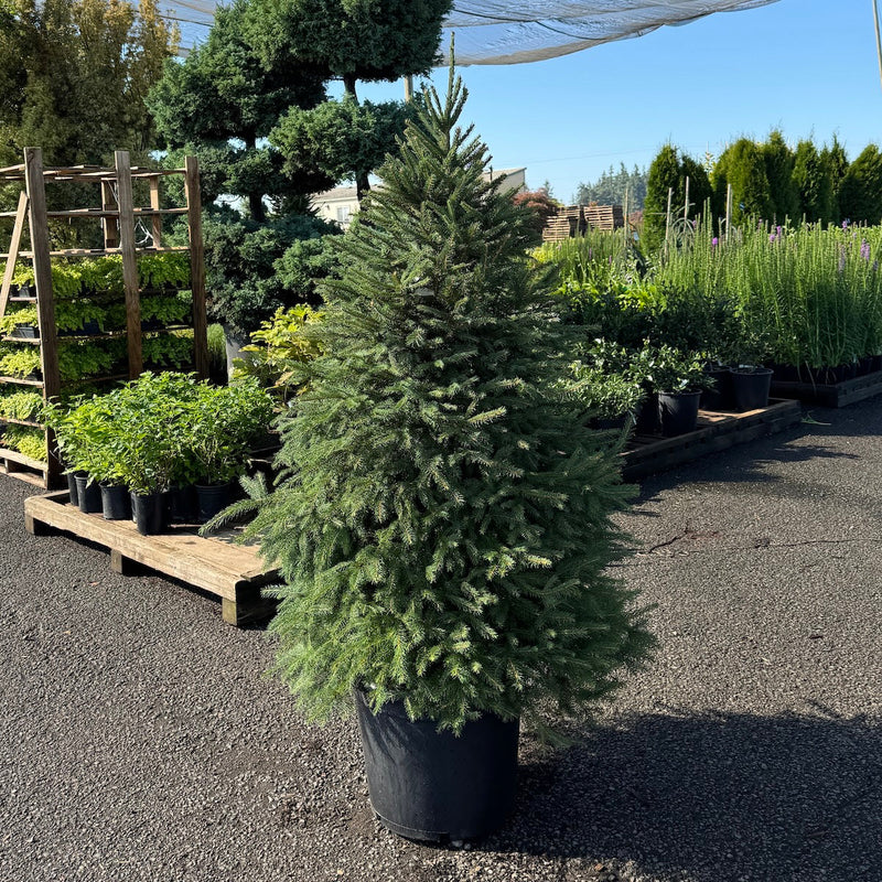 Picea abies