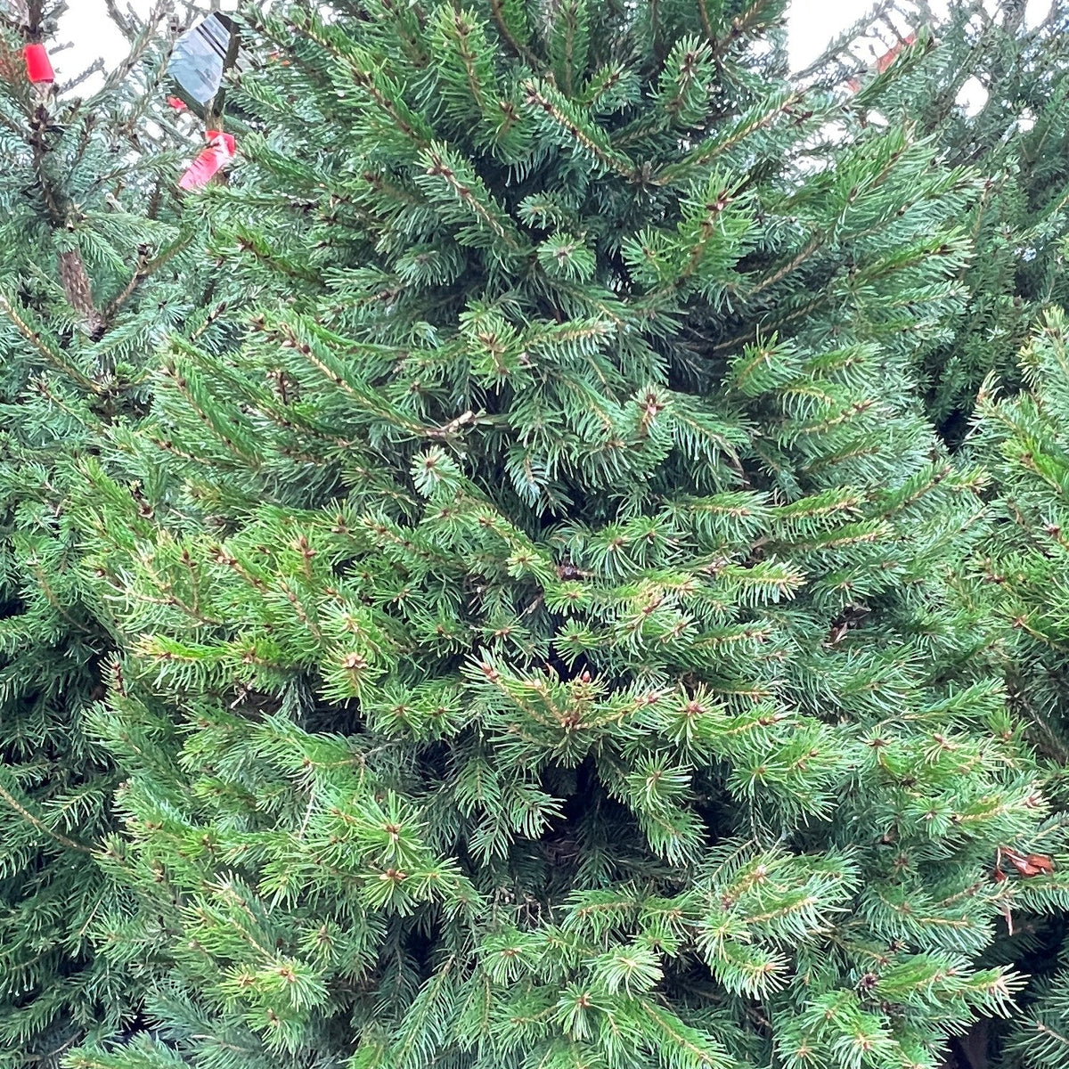 Picea abies