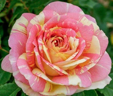 Rosa grand. 'Pop Art™' (yellow-pink), Tree Form STD 36""