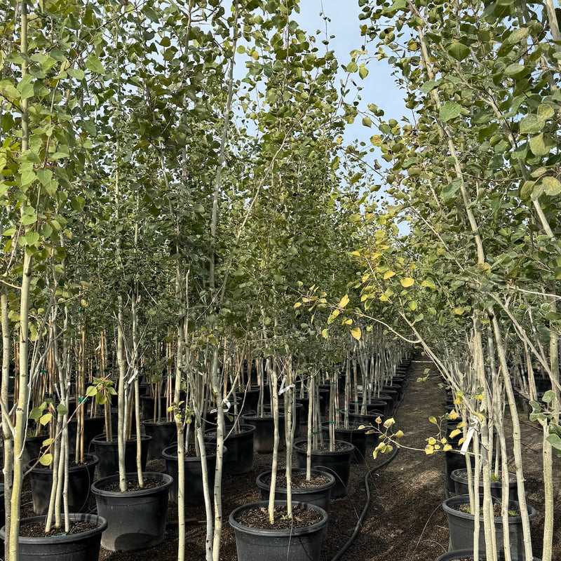 Populus tremuloides, Clump