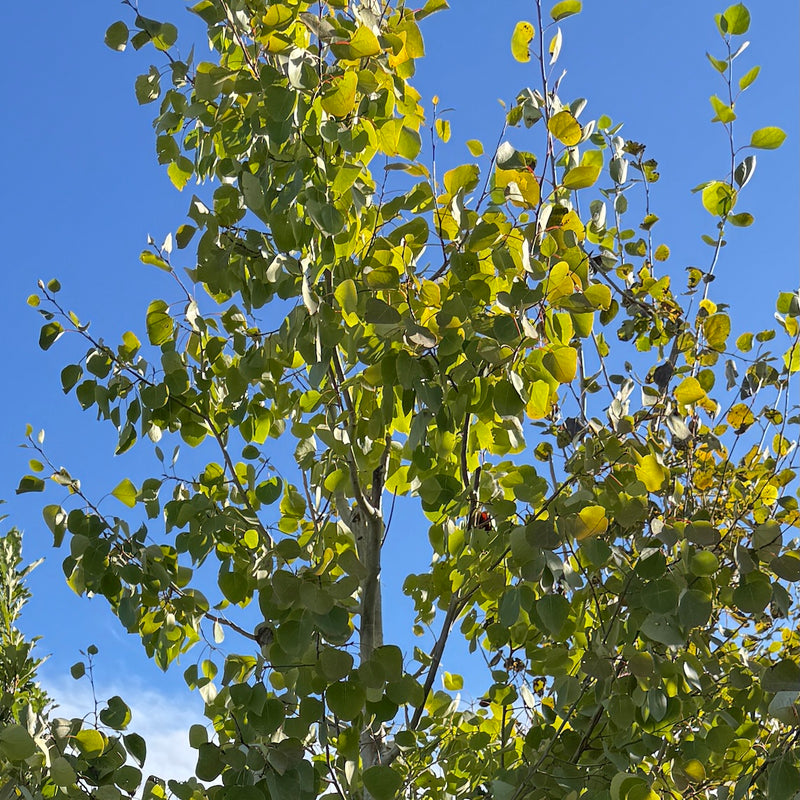 Populus tremuloides (ID)