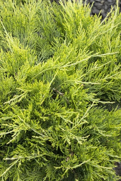 Juniperus sab. 'Buffalo'