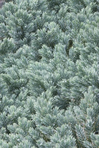 Juniperus sq. 'Blue Star', STD