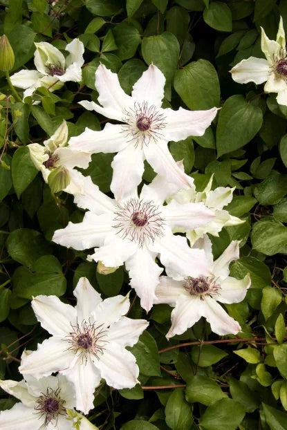 Clematis Vancouver™ 'Fragrant Star' (white)