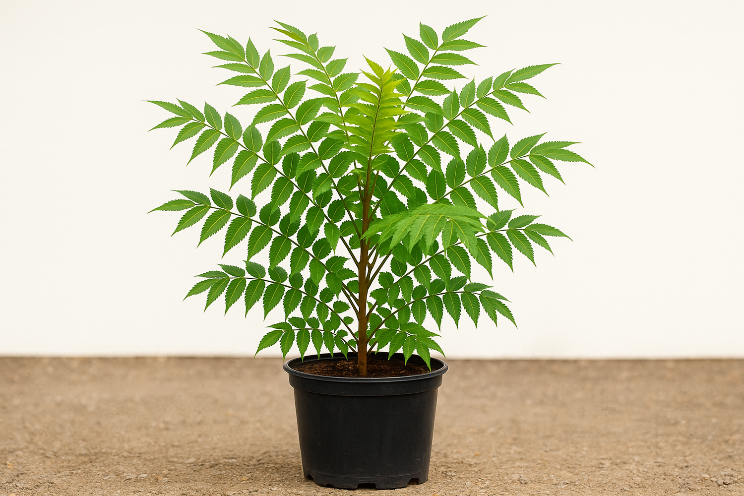 Rhus glabra cismontana 5 gallons