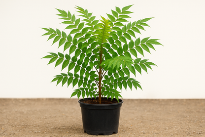Rhus glabra cismontana 5 gallons
