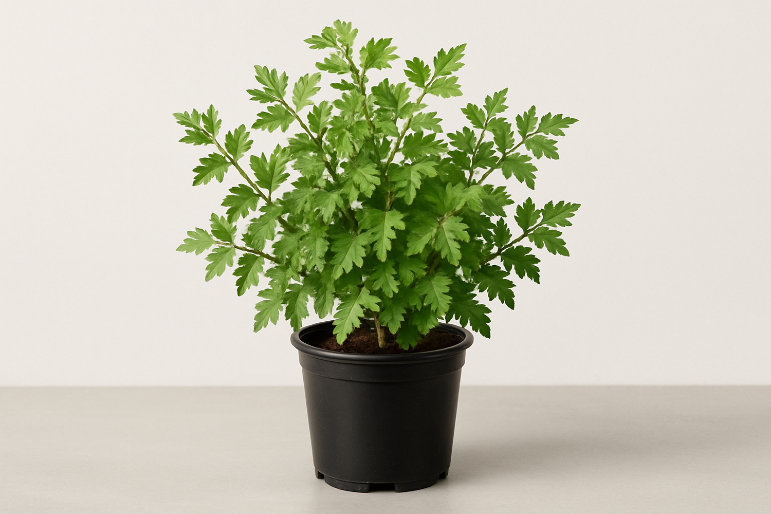Rhus trilobata 1 gallon