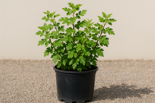 Rhus trilobata 5 gallon