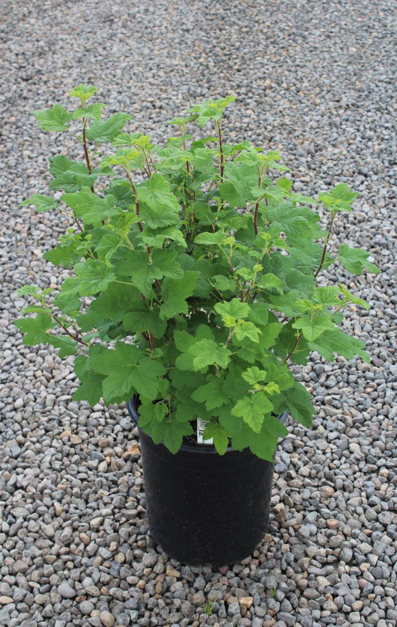 Ribes s. 'King Edward VII'