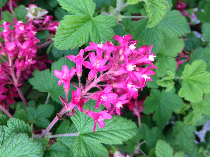 Ribes s. 'King Edward VII'