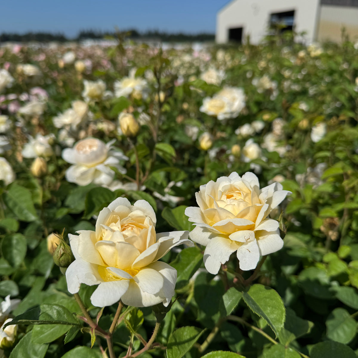 Rosa David Austin® 'Nye Bevan' (yellow)