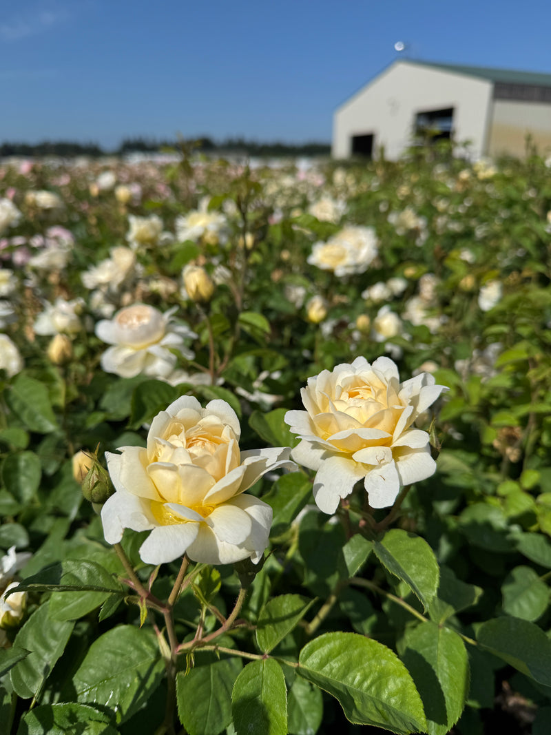 Rosa David Austin® 'Nye Bevan' (yellow)
