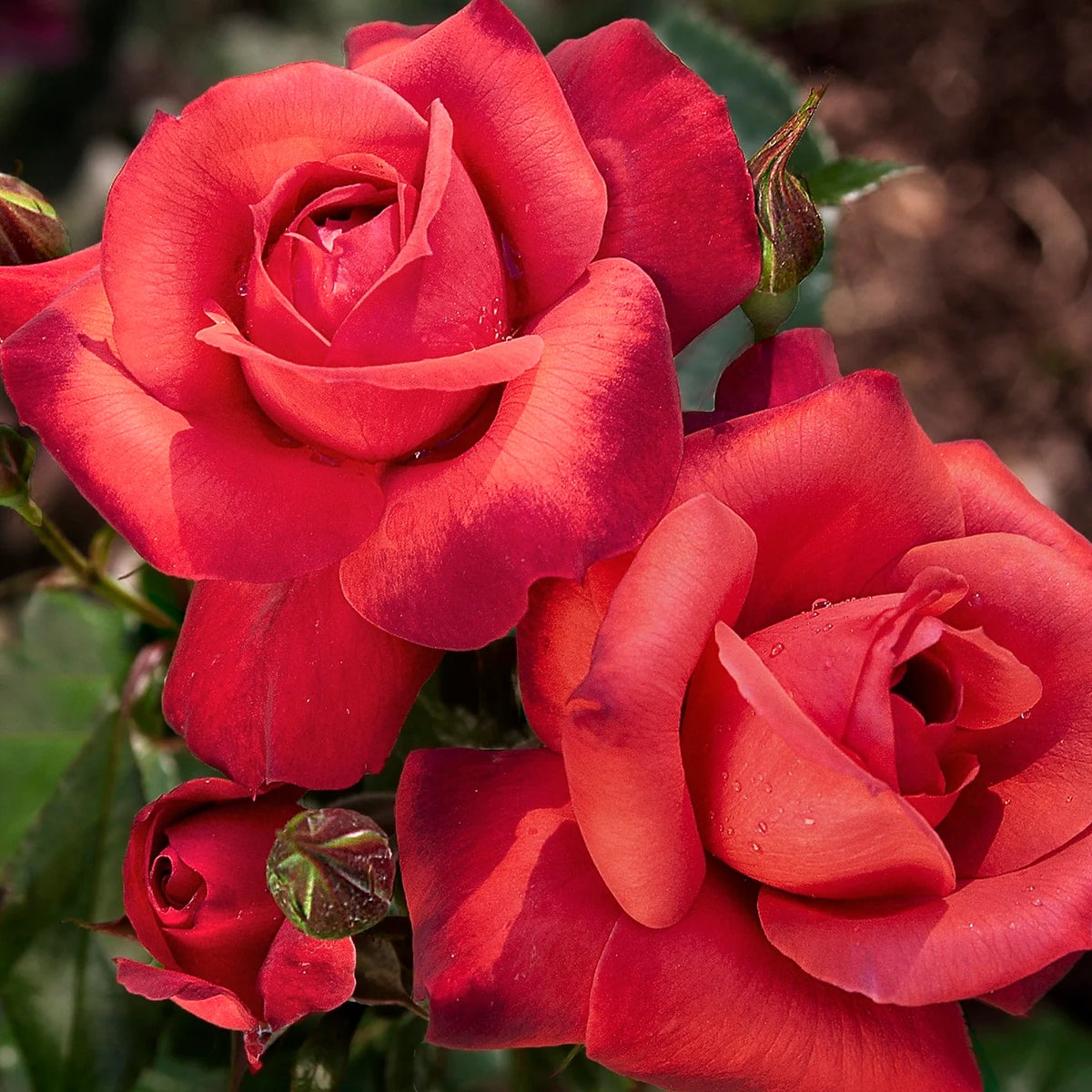 Rosa flor. 'Hot Cocoa' ™ PP15155 (burnt orange), Tree Form STD 36""