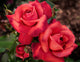 Rosa flor. 'Hot Cocoa' ™ PP15155 (burnt orange), Tree Form STD 36""