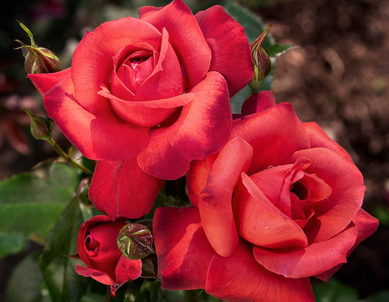 Rosa flor. 'Hot Cocoa' ™ PP15155 (burnt orange), Tree Form STD 36""