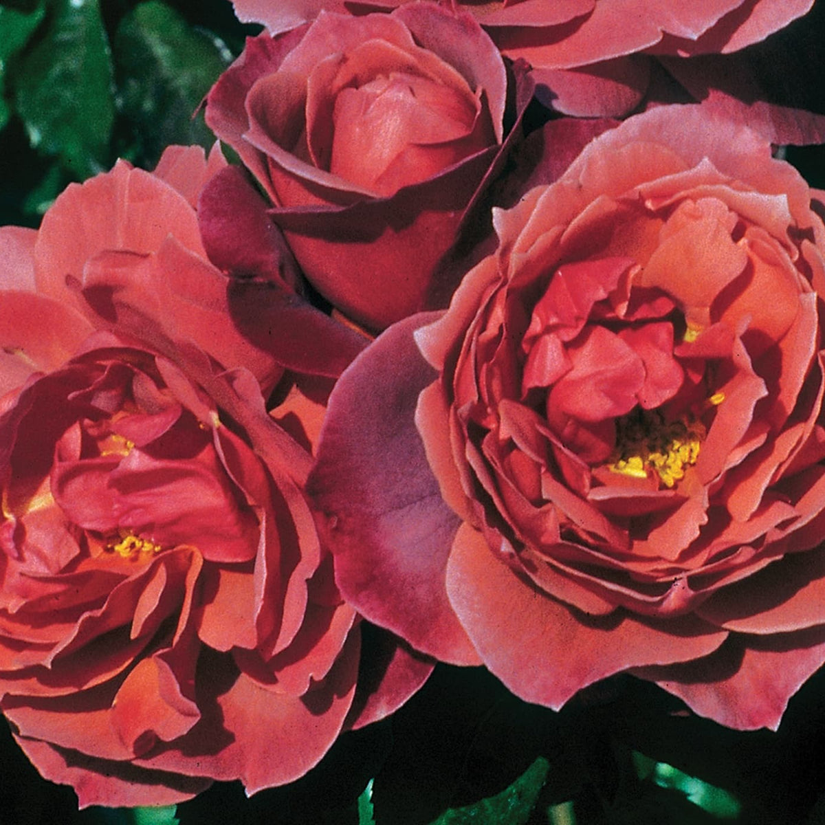 Rosa flor. 'Hot Cocoa' ™ PP15155 (burnt orange), Tree Form STD 36""