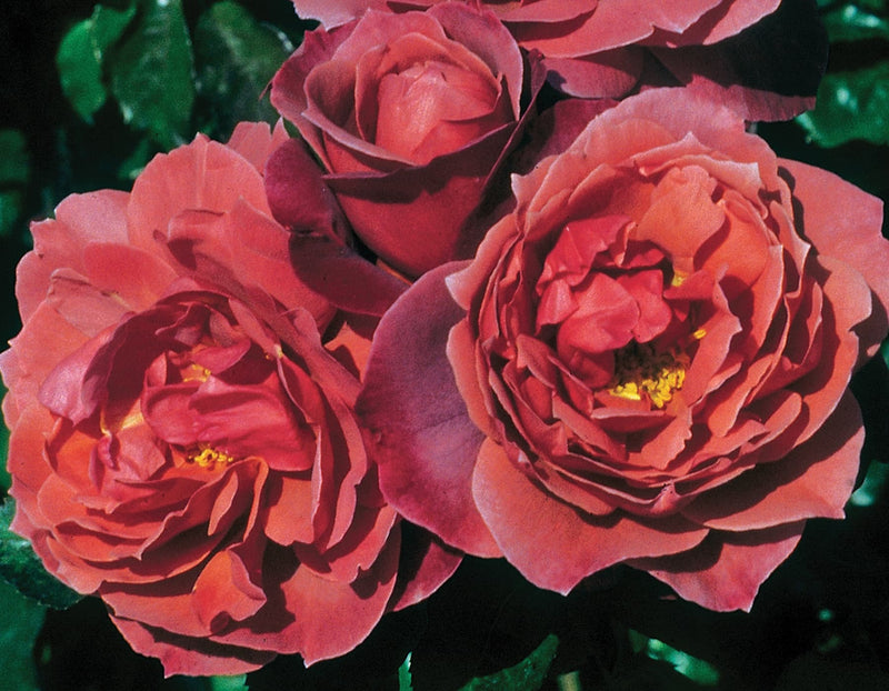 Rosa flor. 'Hot Cocoa' ™ PP15155 (burnt orange), Tree Form STD 36""