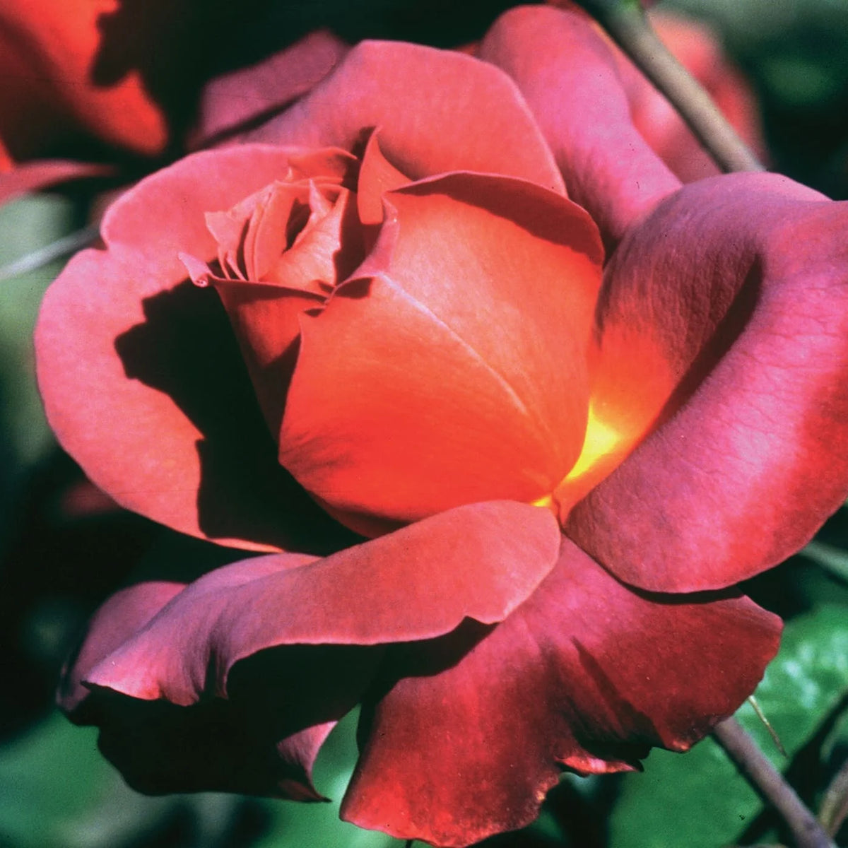 Rosa flor. 'Hot Cocoa' ™ PP15155 (burnt orange), Tree Form STD 36""