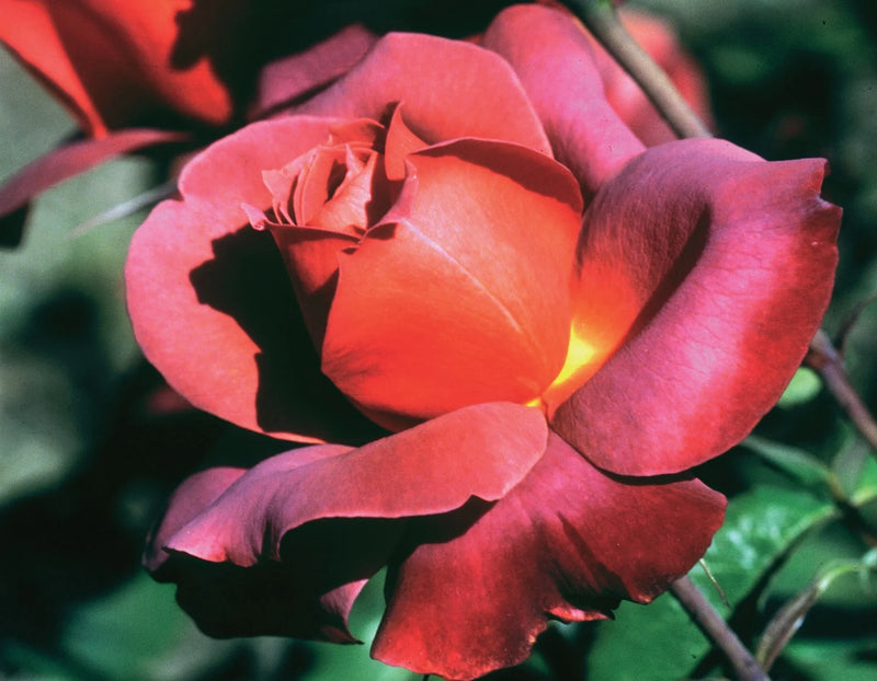 Rosa flor. 'Hot Cocoa' ™ PP15155 (burnt orange), Tree Form STD 36""