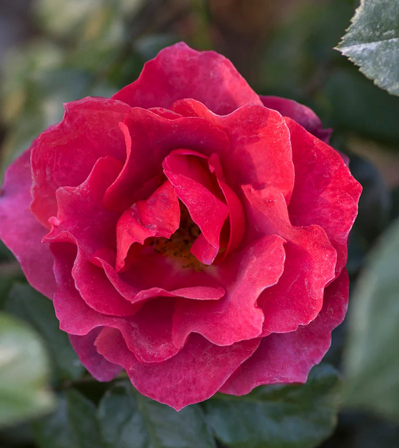 Rosa flor. 'Hot Cocoa' ™ PP15155 (burnt orange), Tree Form STD 36""