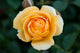 Rosa flor. 'Julia Child' ™ PP18473 (yellow), Tree Form STD 36""
