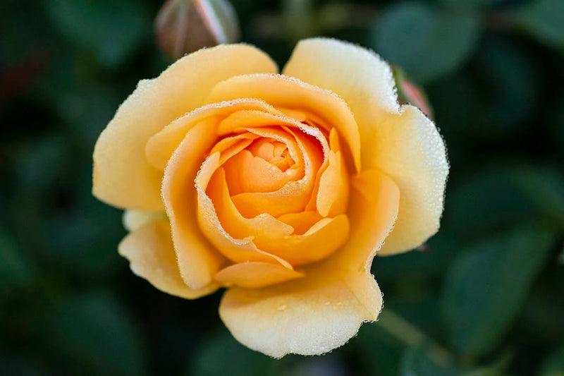 Rosa flor. 'Julia Child' ™ PP18473 (yellow), Tree Form STD 36""