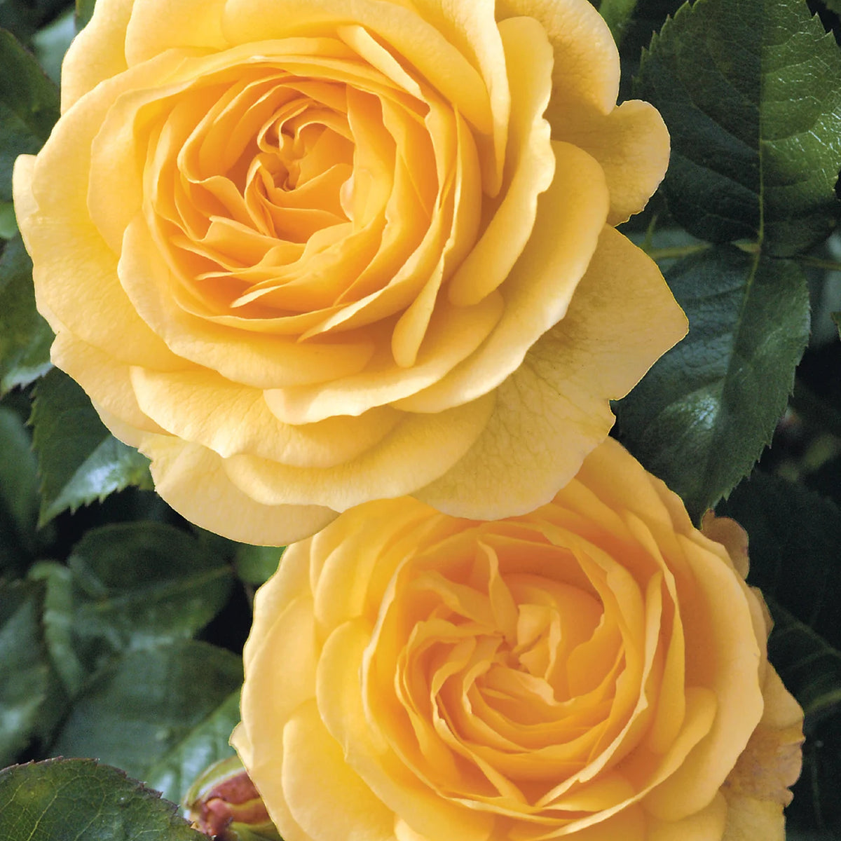 Rosa flor. 'Julia Child' ™ PP18473 (yellow), Tree Form STD 36""