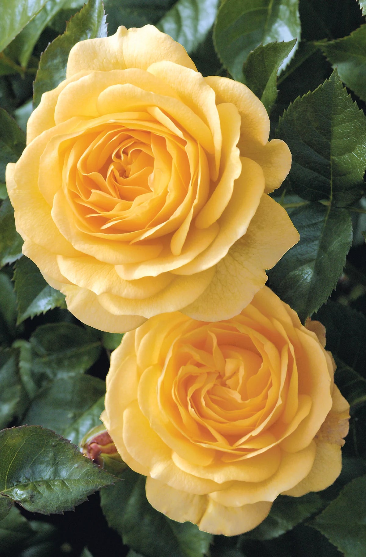 Rosa flor. 'Julia Child' ™ PP18473 (yellow), Tree Form STD 36