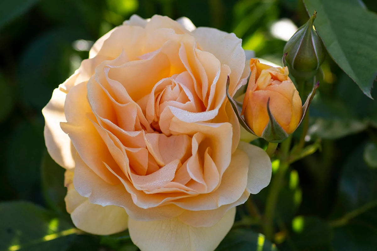 Rosa flor. 'Julia Child' ™ PP18473 (yellow), Tree Form STD 36""