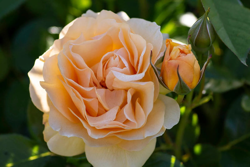Rosa flor. 'Julia Child' ™ PP18473 (yellow), Tree Form STD 36""