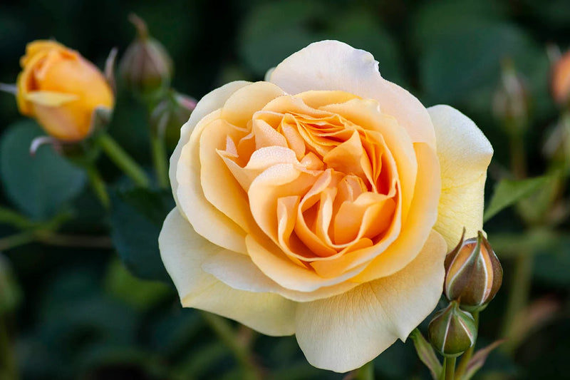 Rosa flor. 'Julia Child' ™ PP18473 (yellow), Tree Form STD 36""