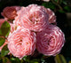 Rosa gc. DRIFT® CORAL PP19148 (coral)