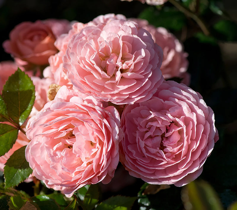 Rosa gc. DRIFT® CORAL PP19148 (coral)