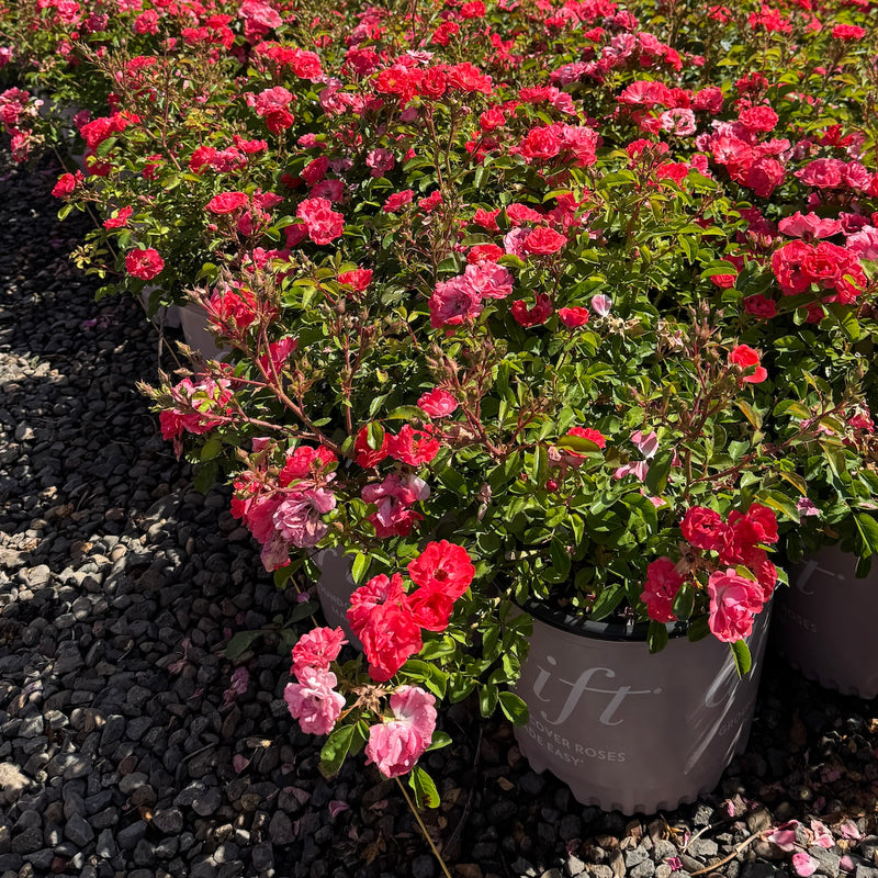 Rosa gc. DRIFT® CORAL PP19148 (coral)