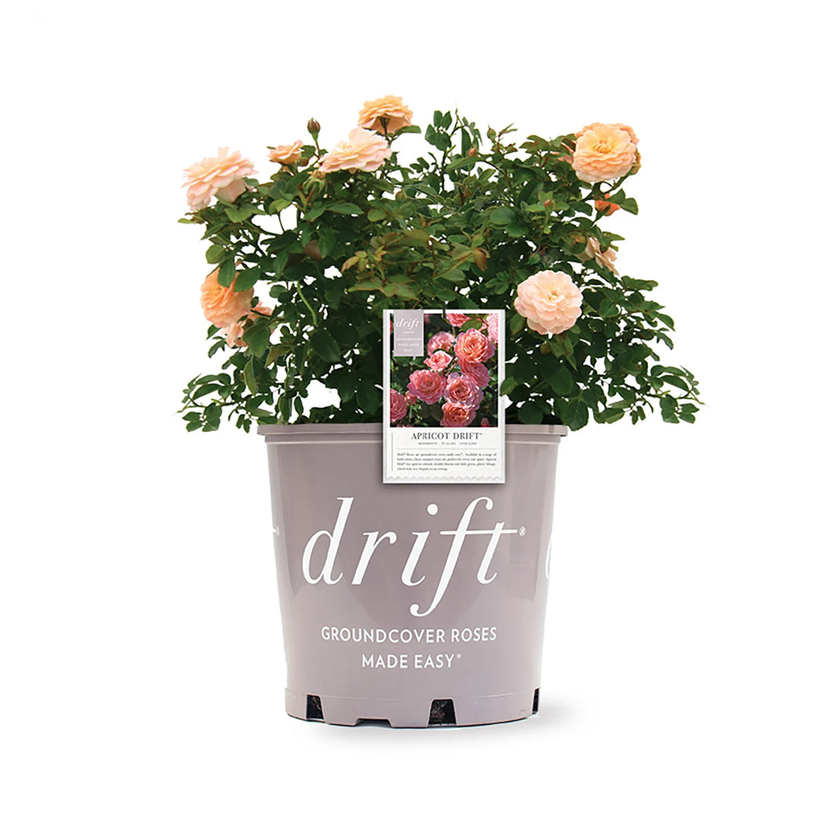 Rosa gc. DRIFT® PEACH PP18542 (peach)