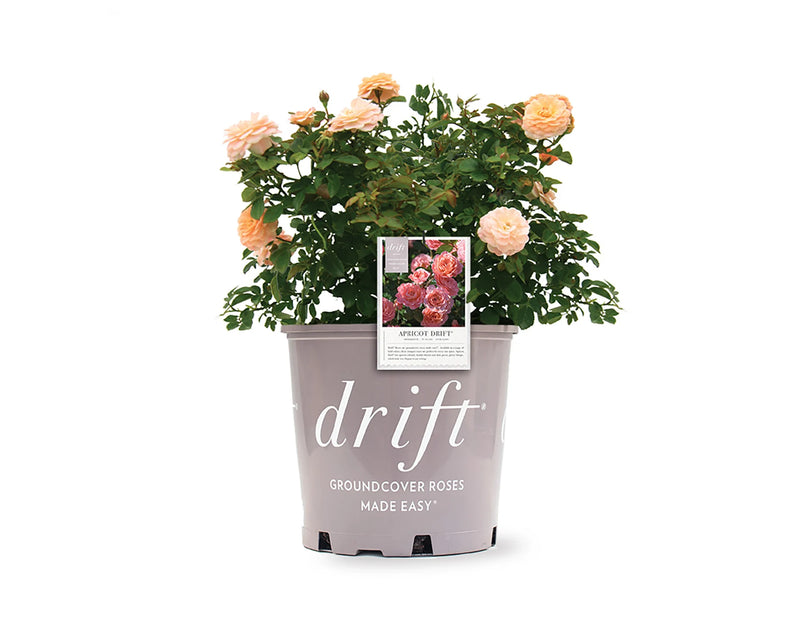 Rosa gc. DRIFT® PEACH PP18542 (peach)