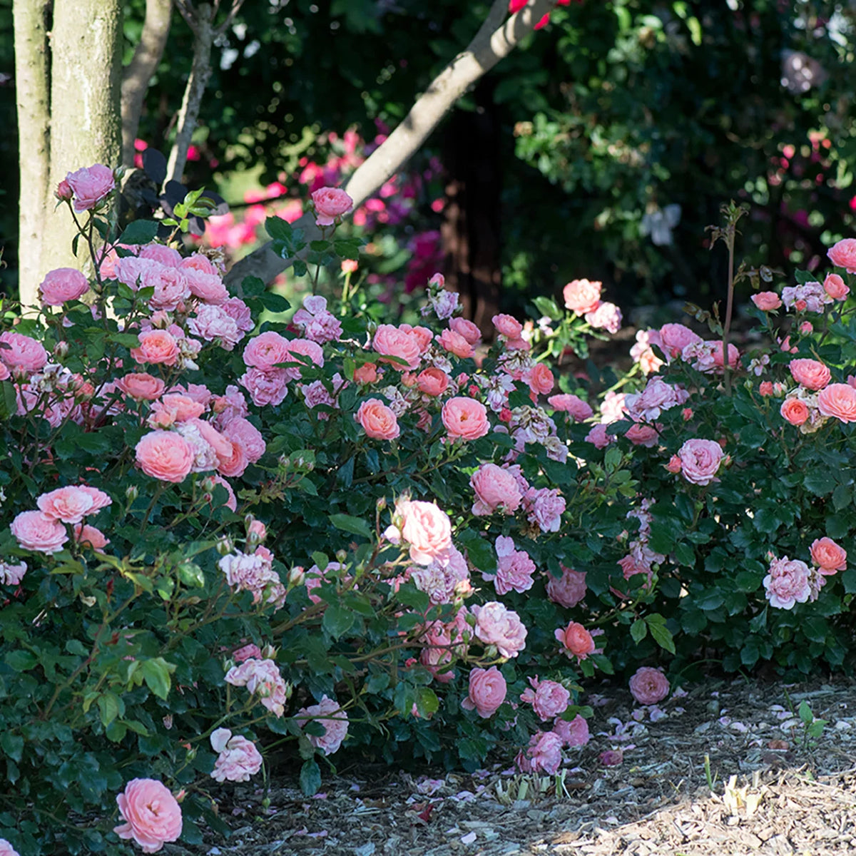Rosa gc. DRIFT® PEACH PP18542 (peach)