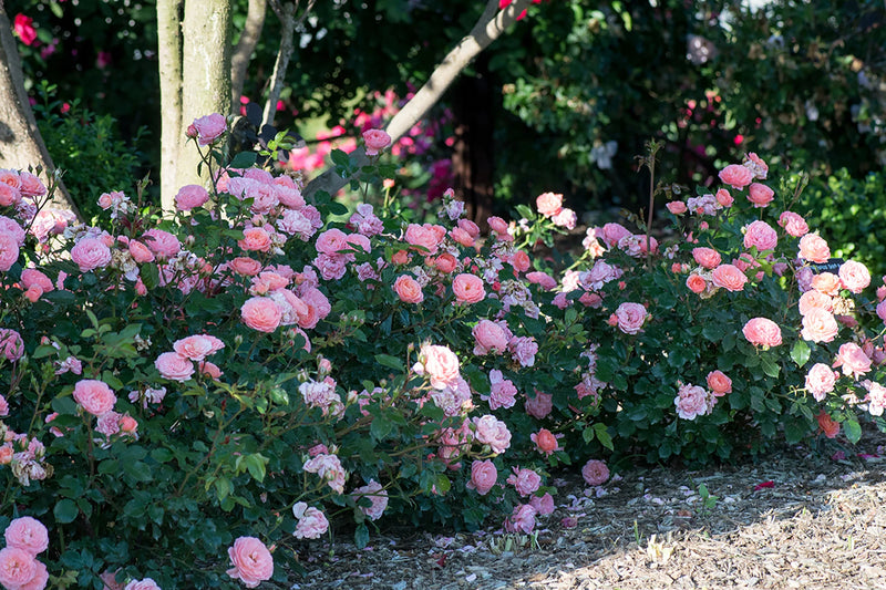 Rosa gc. DRIFT® PEACH PP18542 (peach)
