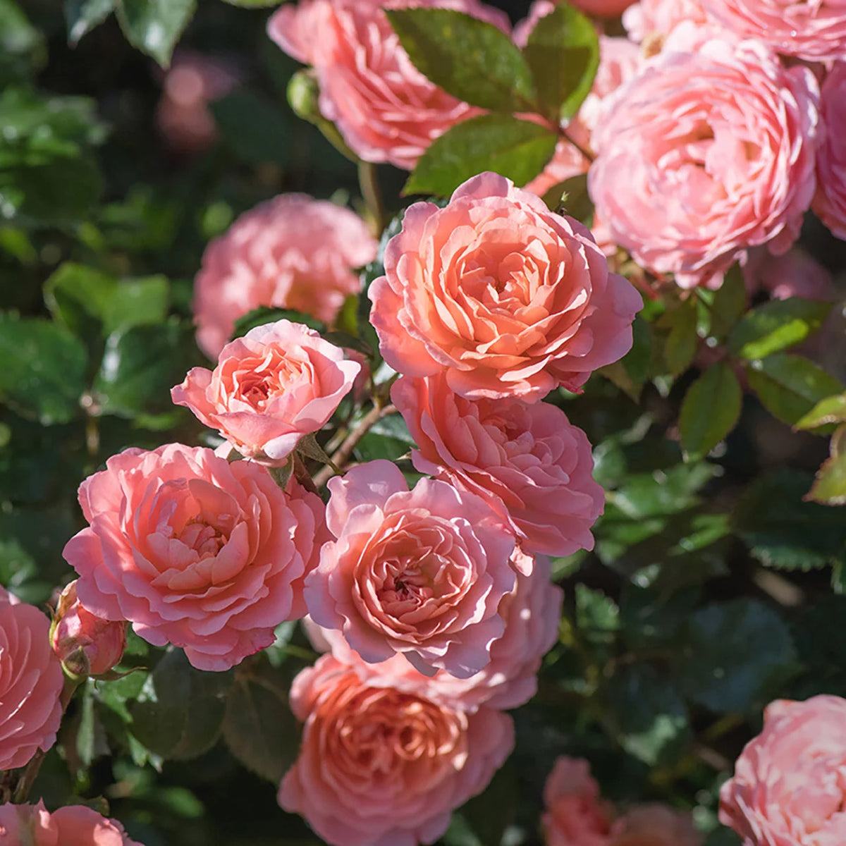 Rosa gc. DRIFT® PEACH PP18542 (peach)