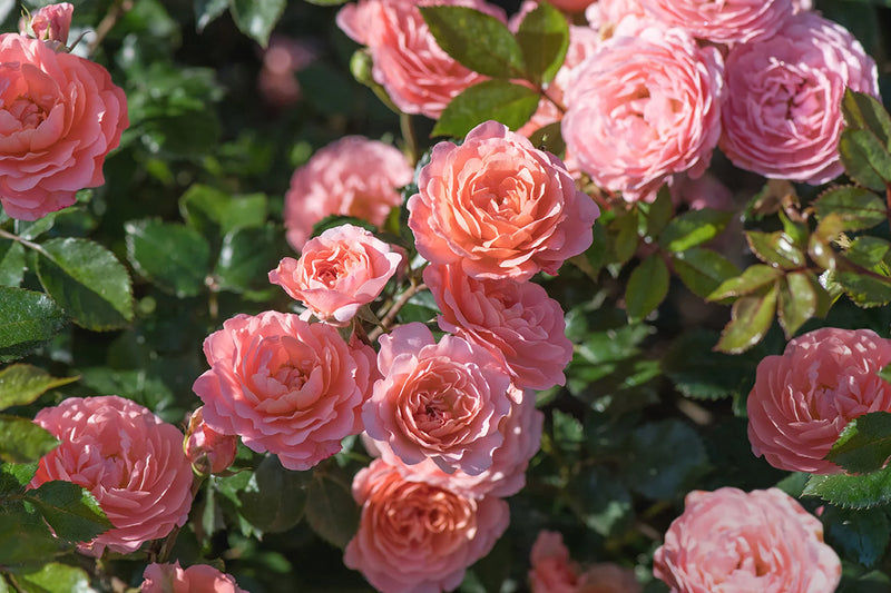 Rosa gc. DRIFT® PEACH PP18542 (peach)