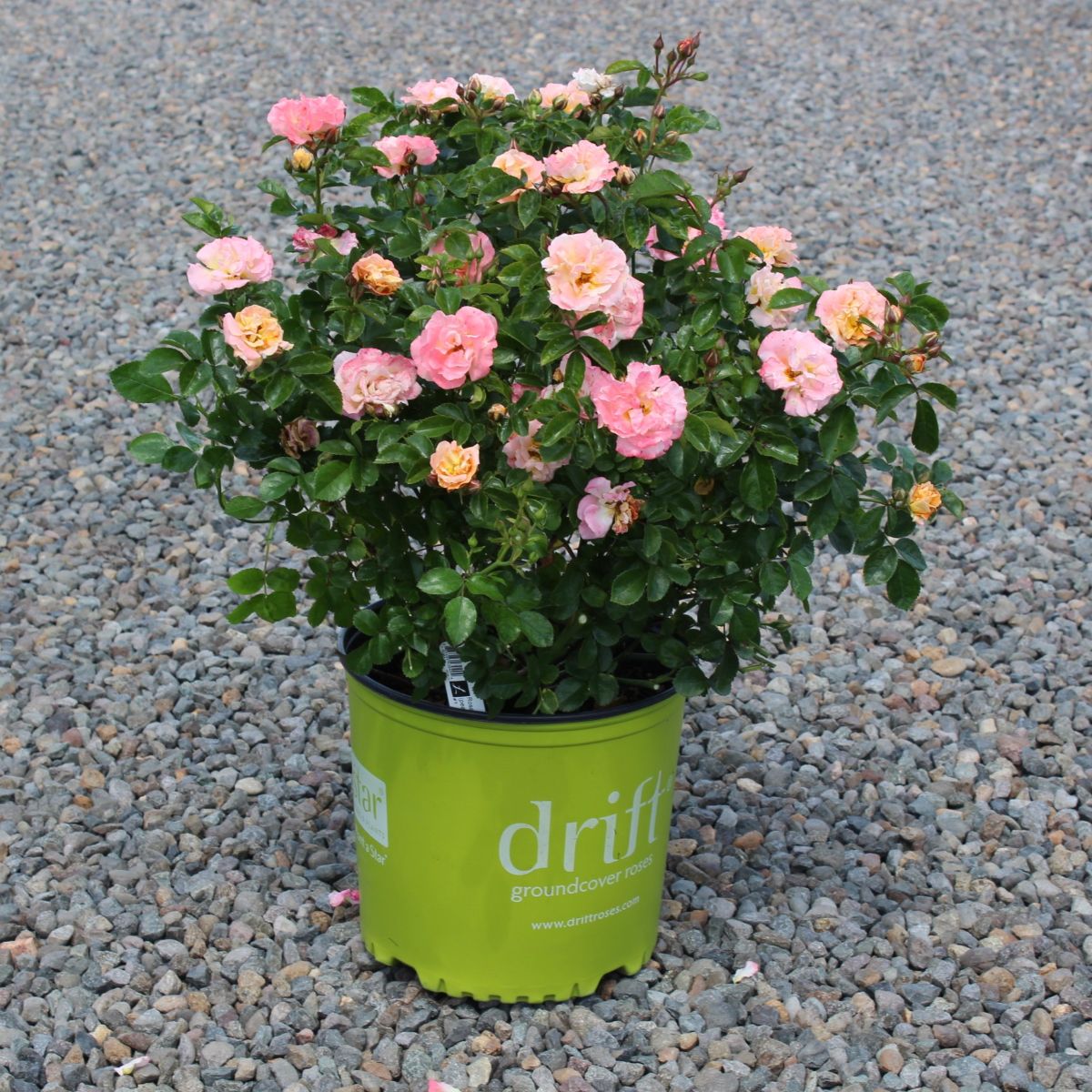 Rosa gc. DRIFT® PEACH PP18542 (peach)