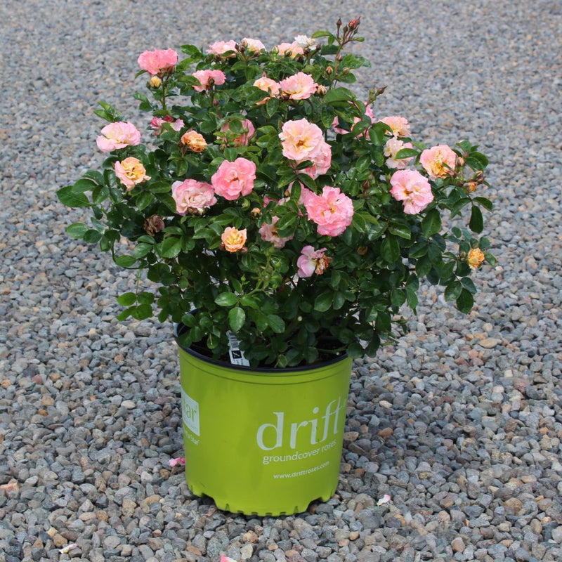 Rosa gc. DRIFT® PEACH PP18542 (peach)