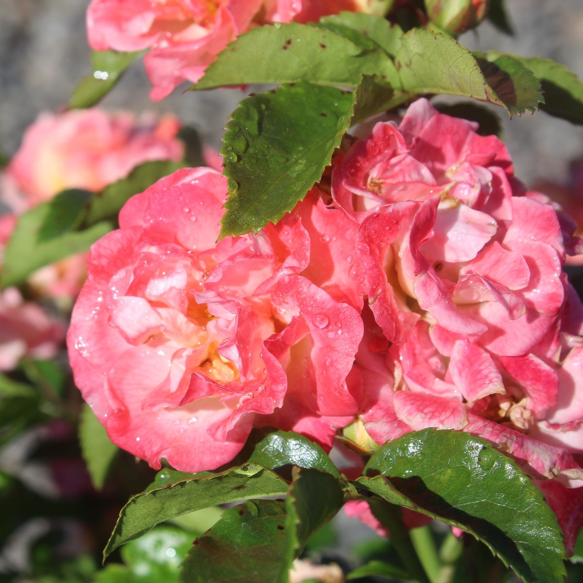 Rosa gc. DRIFT® PEACH PP18542 (peach)