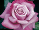 Rosa ht. 'Barbra Streisand' PP13120 (lavender), Tree Form STD 36""