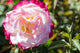 Rosa ht. 'Double Delight' (cream/red), Tree Form STD 36""