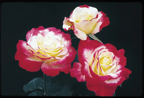 Rosa ht. 'Double Delight' (cream/red), Tree Form STD 36""