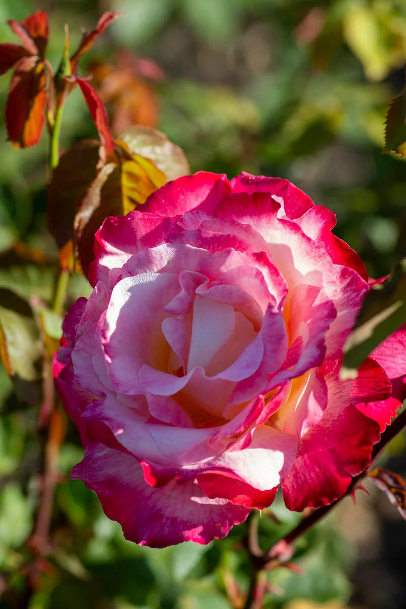 Rosa ht. 'Double Delight' (cream/red), Tree Form STD 36""
