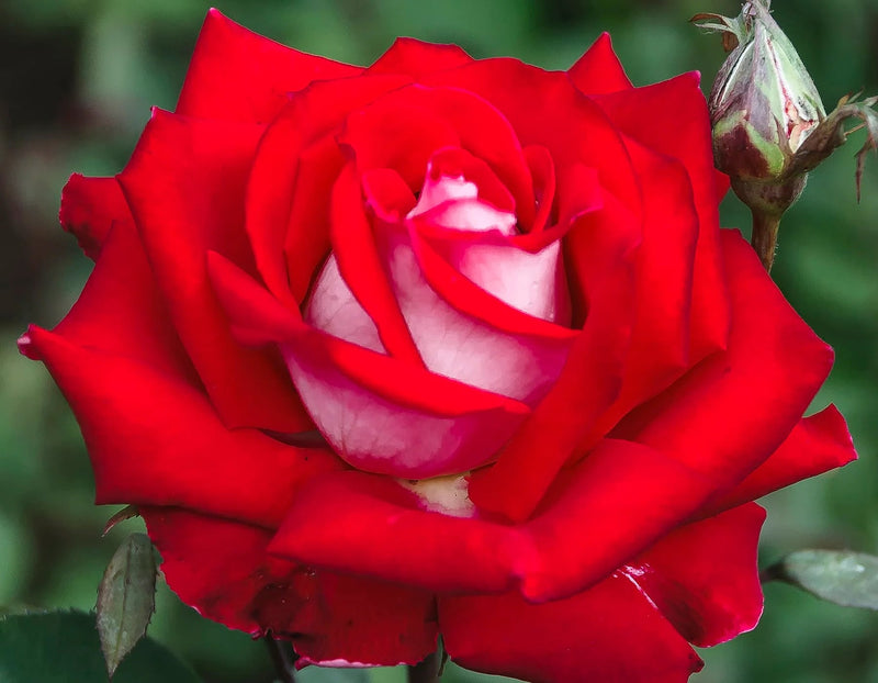 Rosa ht. 'Falling in Love' ™ PP19872 (pink), Tree Form STD 36""