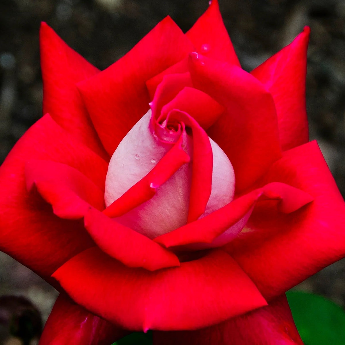 Rosa ht. 'Falling in Love' ™ PP19872 (pink), Tree Form STD 36""
