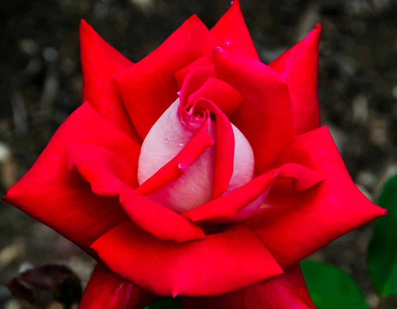 Rosa ht. 'Falling in Love' ™ PP19872 (pink), Tree Form STD 36""